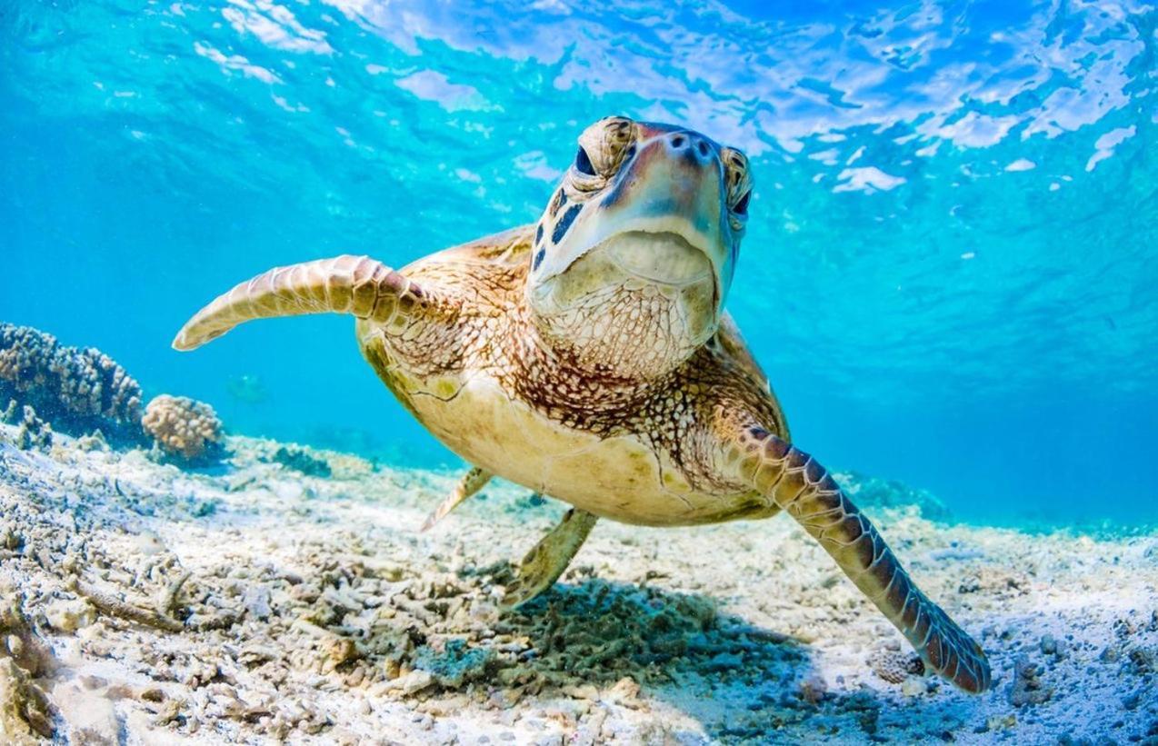 クリフトン・ビーチSeaturtleアパートメント エクステリア 写真